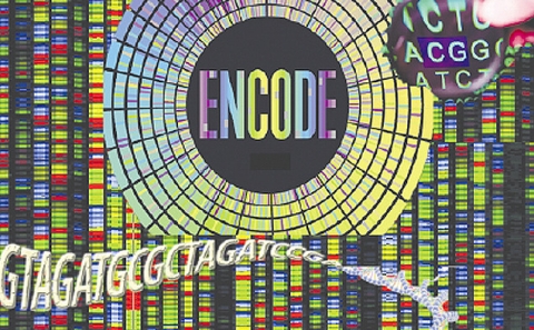 Researches from the ENCODE project—some of whom are Duke faculty—have found that some DNA strands previously thought to be “junk DNA” actually contain a significant amount of information.