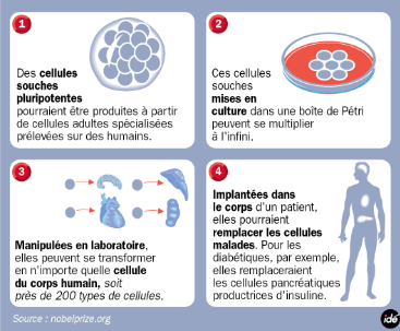 Le Prix Nobel de Médecine 2012 : les IPS (Induced Pluripotent Stem Cells) mises à l'honneur